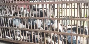 প্ৰচণ্ড ধুমুহাৰ তাণ্ডৱ : যোৰহাটত স্তব্ধ হ’ল ৬২টাকৈ শামুকভঙা চৰাইৰ কলৰৱ