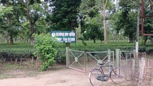 মনোময় চাহ বাগিচা 