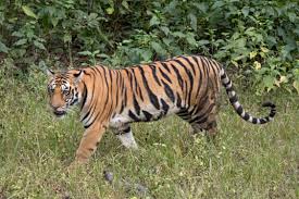 বাঘ বাঢ়িছে কিন্তু হাবি কমিছে: মধ্যপ্ৰদেশত ৮ মাহত বাঘে খাই মাৰিলে ৫০ জনকৈ লোকক