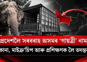 উত্তৰ প্ৰদেশলৈ সৰবৰাহ অসমৰ ‘গায়ত্ৰী’ নামৰ হাতী : মালিকানা, মাইক্র’চিপ আৰু প্ৰশিক্ষণক লৈ তদন্তৰ দাবী