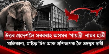 উত্তৰ প্ৰদেশলৈ সৰবৰাহ অসমৰ ‘গায়ত্ৰী’ নামৰ হাতী : মালিকানা, মাইক্র’চিপ আৰু প্ৰশিক্ষণক লৈ তদন্তৰ দাবী