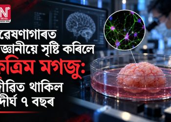 গৱেষণাগাৰত বিজ্ঞানীয়ে সৃষ্টি কৰিলে কৃত্ৰিম মগজু: জীৱিত থাকিল সুদীৰ্ঘ ৭ বছৰ