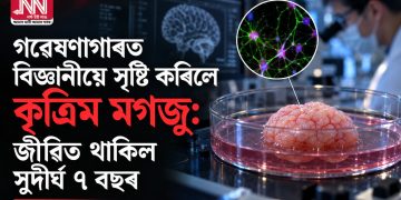 গৱেষণাগাৰত বিজ্ঞানীয়ে সৃষ্টি কৰিলে কৃত্ৰিম মগজু: জীৱিত থাকিল সুদীৰ্ঘ ৭ বছৰ