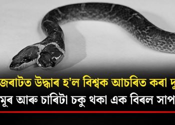গুজৰাটত উদ্ধাৰ হ’ল বিশ্বক আচৰিত কৰা দুটা মূৰ আৰু চাৰিটা চকু থকা এক বিৰল সাপ