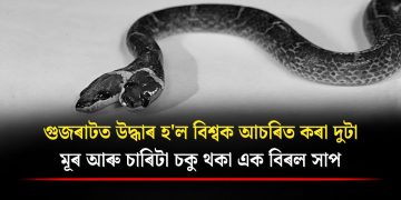 গুজৰাটত উদ্ধাৰ হ’ল বিশ্বক আচৰিত কৰা দুটা মূৰ আৰু চাৰিটা চকু থকা এক বিৰল সাপ